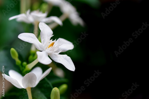 Jasmine, Idda flower on black blurred background with copy space, Flowering ornamental plant, Arctic Snow, Milky Way, Snowflake, Sweet Indrajao, Winter Cherry Tree or (Wrightia antidysenterica R.Br.)