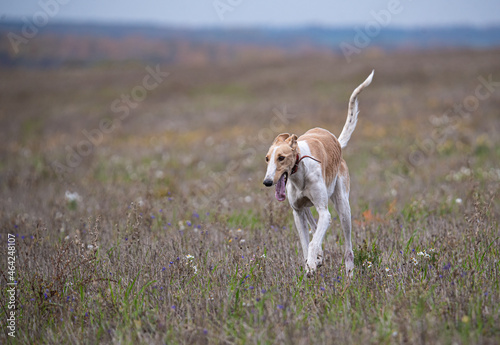 a greyhound stands in a field while hunting