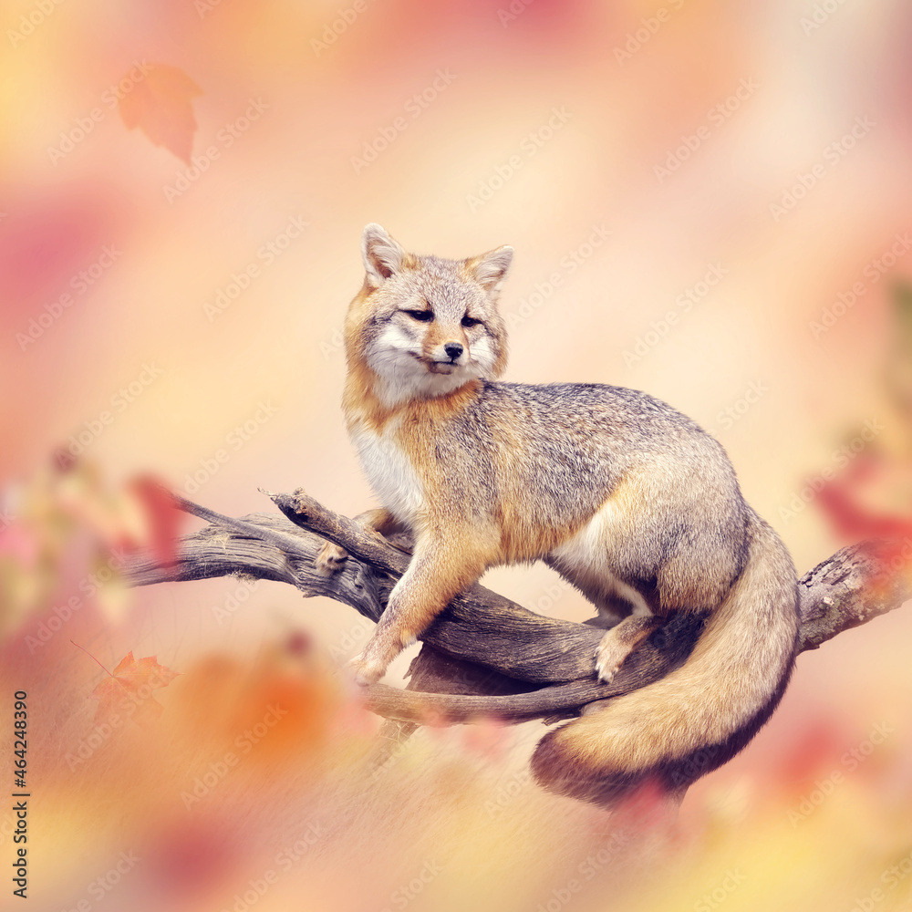 Fototapeta premium Red fox on a branch