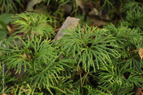 Native club moss-ground cedar