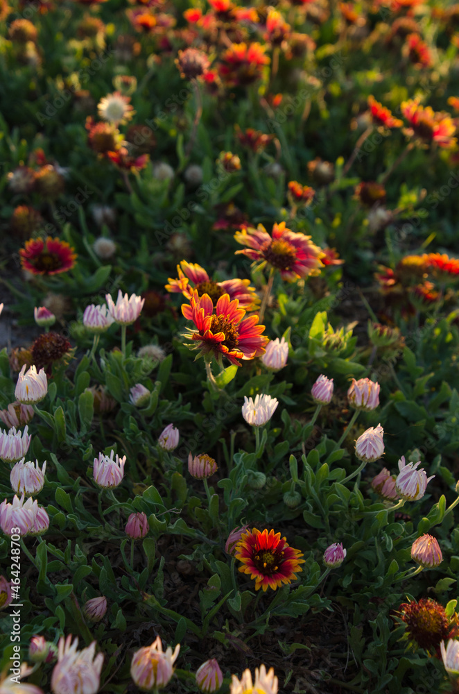 Gaillardia and daisies growing on the sand dunes in Rockport, Texas.