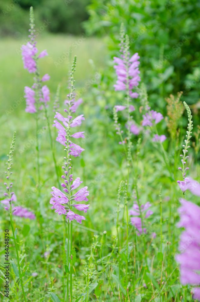 Fall obedient plant growing in tall grass. Fall obedient plant growing in tall grass.