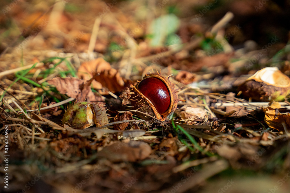 Chestnut in a spiky shell. Chestnut in a spiky shell.
