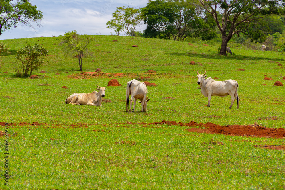 Algumas vacas magras pastando em paisagem do interior do Brasil.