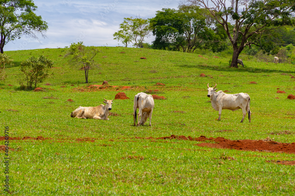 Obraz premium Algumas vacas magras pastando em paisagem do interior do Brasil.