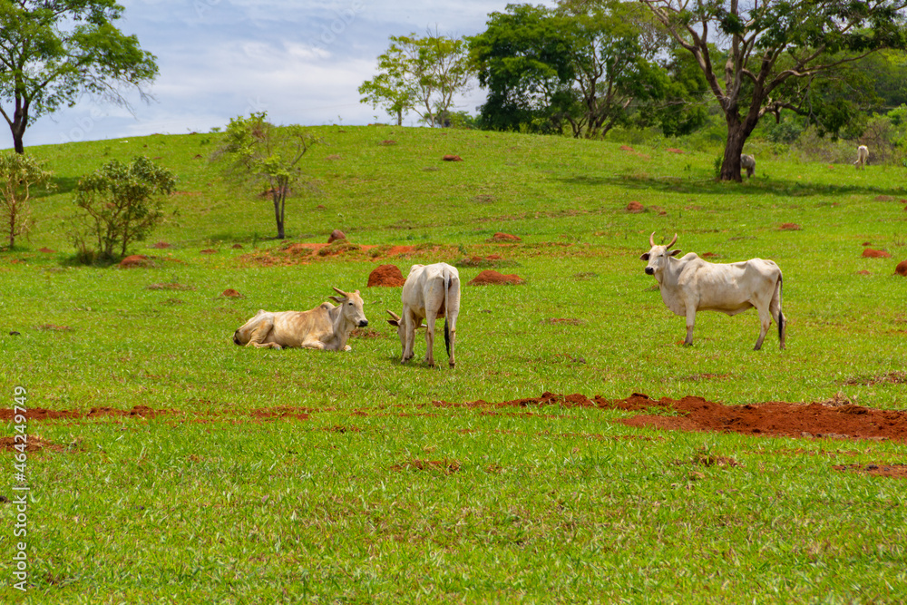 Algumas vacas magras pastando em paisagem do interior do Brasil.