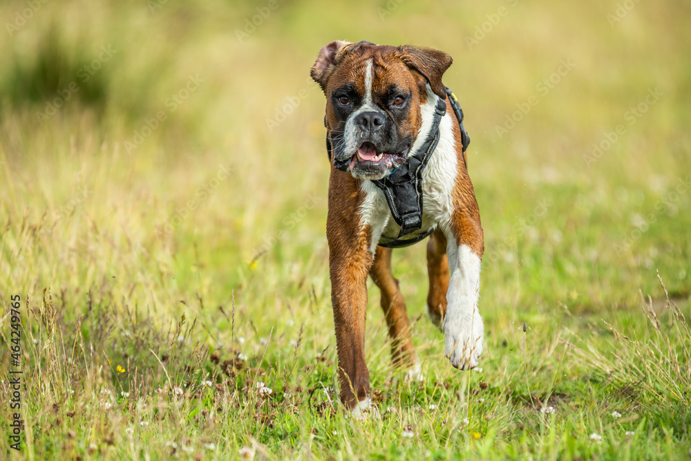 Brown black white Boxer dog with harness running in grass looking at the photographer surrounds with blurred foreground and background in the center of the image