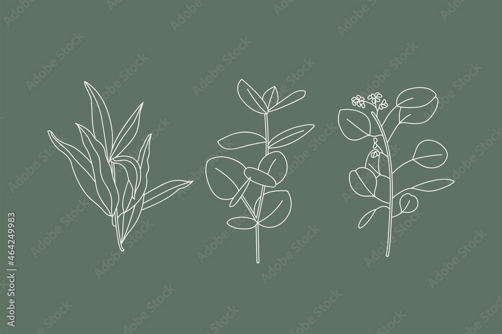 Vector illustratio collection icons of various eucalyptus branches with leaves. Botanical design elements.
