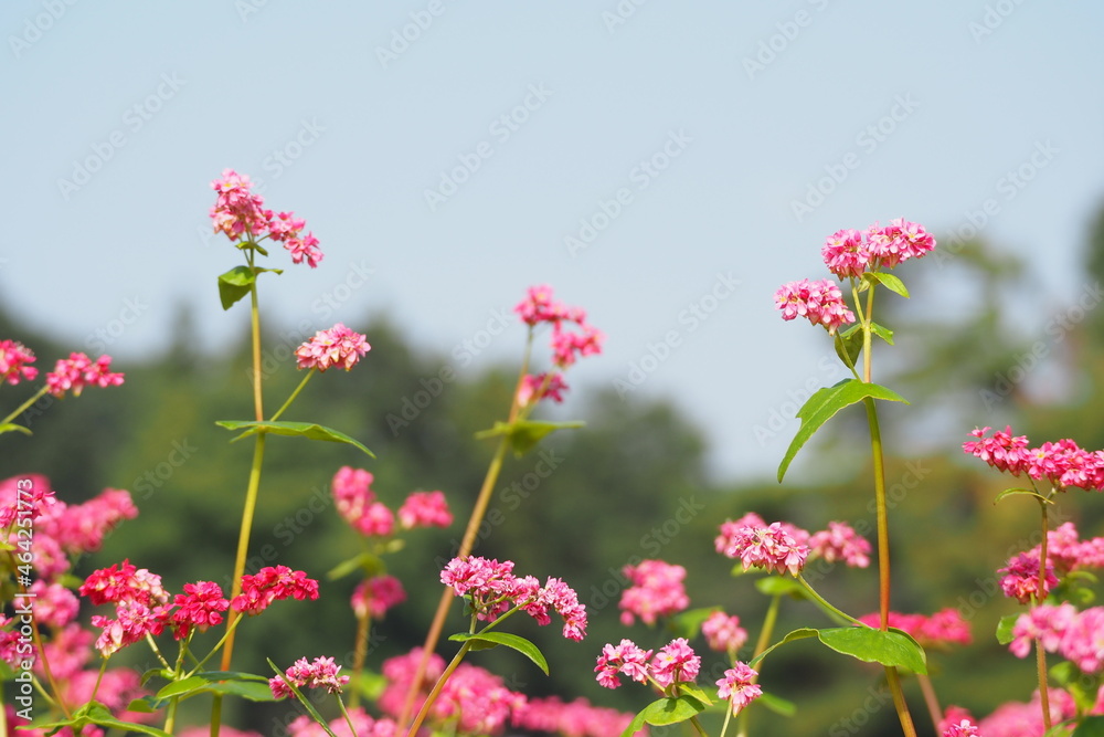 赤そばの花 赤そばの花