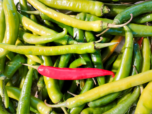 One red ripe chili among plenty of green chilies.
