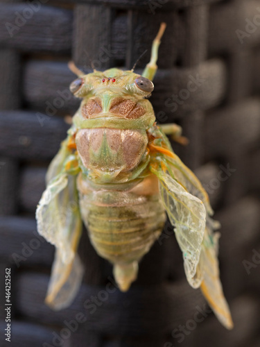 Cigale de dos venant de naître, sortie de son cocon, accrochée à une parroi en attendant que ses ailes se déplient et qu'elle puisse voler. France, Sud, Occitanie, Cévennes. photo