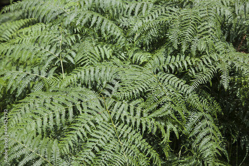 green fern background