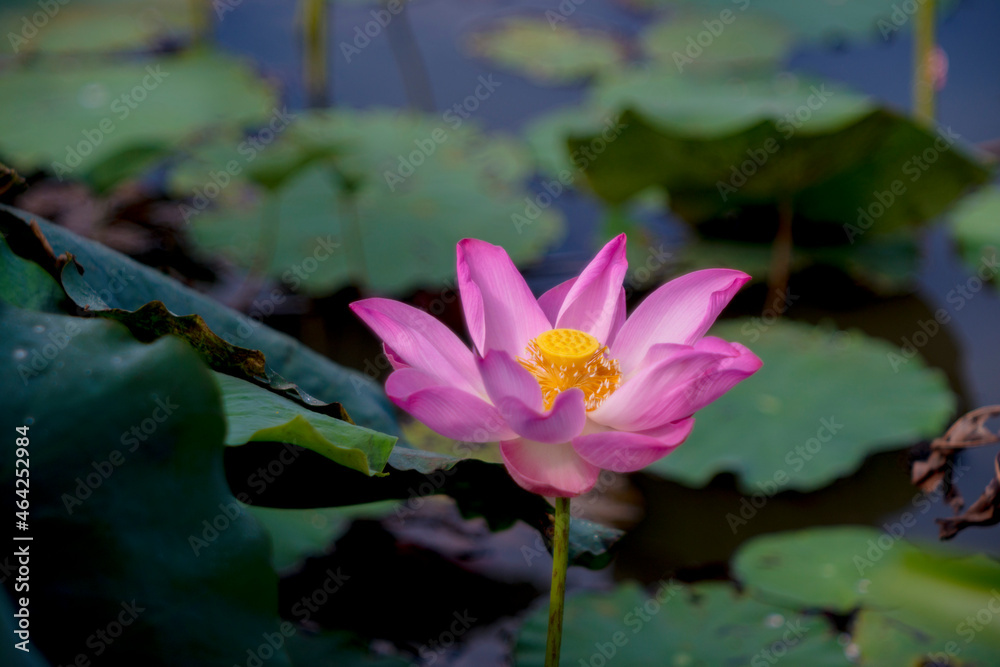 Time: Tuesday morning, October 19, 2021. Location: Tam Da lotus lagoon, Ho Chi Minh City. Content: The author hopes the photo can describe the beauty of lotus flowers. Time: Tuesday morning, October 19, 2021. Location: Tam Da lotus lagoon, Ho Chi Minh City. Content: The author hopes the photo can describe the beauty of lotus flowers.