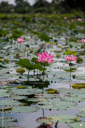 Time  Tuesday morning  October 19  2021. Location  Tam Da lotus lagoon  Ho Chi Minh City. Content  The author hopes the photo can describe the beauty of lotus flowers.