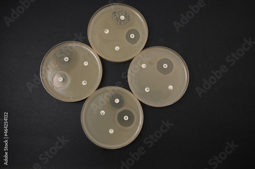 Schilderij op canvas photo of growth of bacterial colonies around antibiotic discs