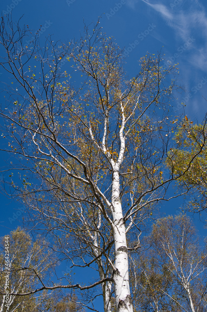 Obraz premium 白樺, 森, 青空, 自然, 秋, 紅葉, 青, 風景, 冬, 木, 葉, 黄色, 緑, 葉, 雲