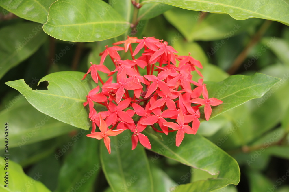 Ixora coccinea (also known as jungle geranium with blur background