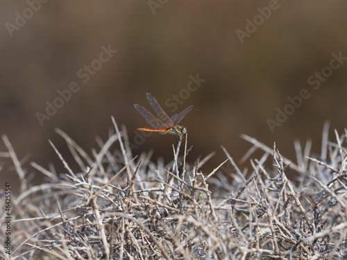 Closeup shot of a dragonfly on the plants withmany thorns photo