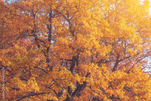 Colorful oak leaves on the forest edge.