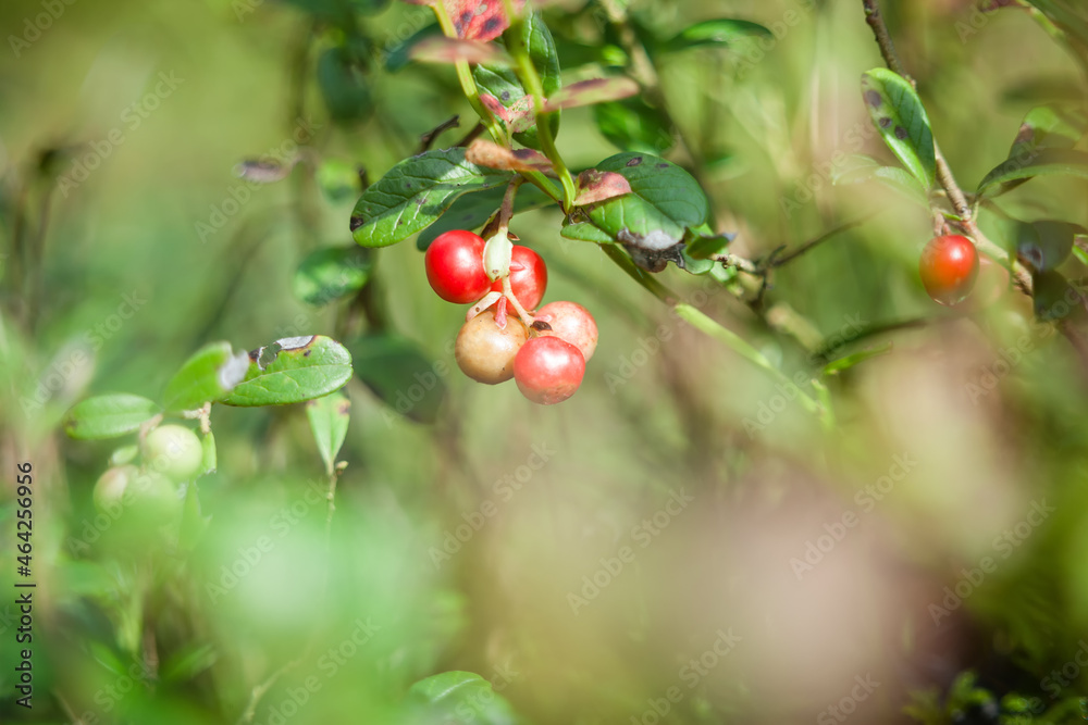 Cranberry (cowberry). Fresh red lingonberry cranberries in forest