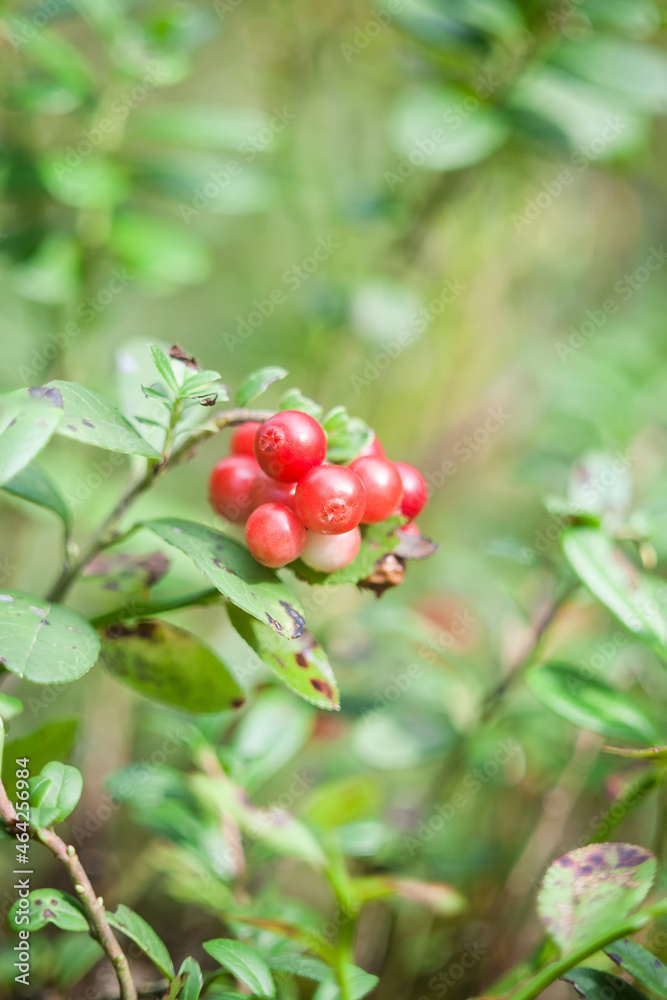 Cranberry (cowberry). Fresh red lingonberry cranberries in forest Cranberry (cowberry). Fresh red lingonberry cranberries in forest