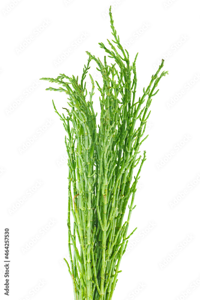 Green samphire or salicornia plants isolated on white background