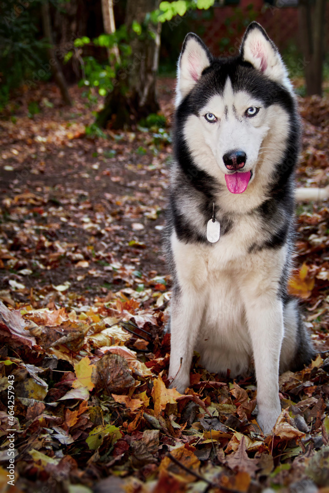 Siberian husky dog sits in fallen foliage in the autumn sunny forest
