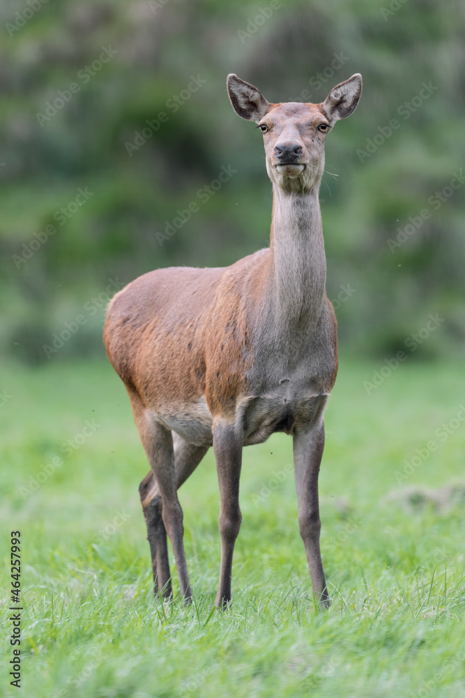 Face to face with a beautiful deer female (Cervus elaphus) Face to face with a beautiful deer female (Cervus elaphus)