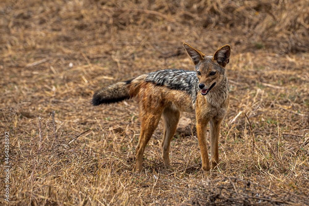 Chacal Zorro Coyote Tanzania