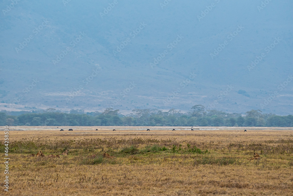 Ngorongoro Serengeti Taranguire Tanzania Safari