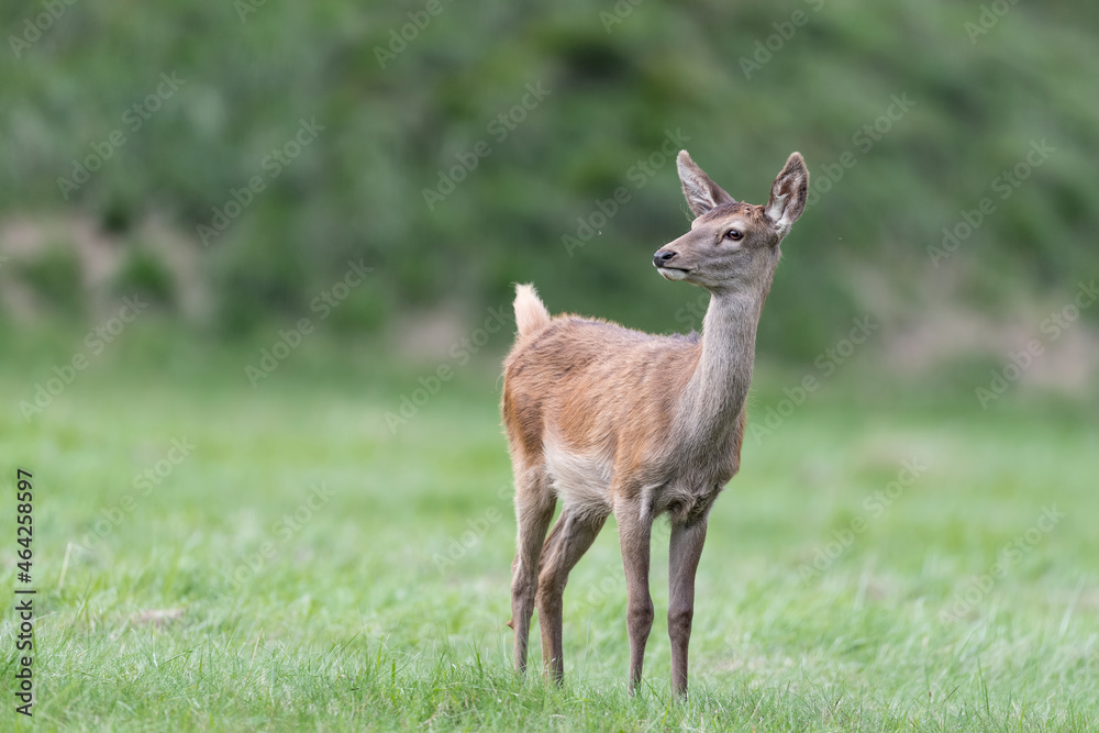 Young deer female at grazing (Cervus elaphus) Young deer female at grazing (Cervus elaphus)