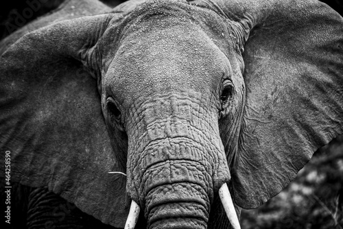 Elefante Elephant Tanzania