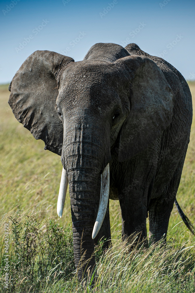 Elefante Elephant Tanzania