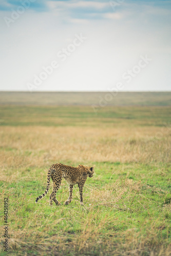 Cheetah tanzania Guepardo  © joangasconcomas