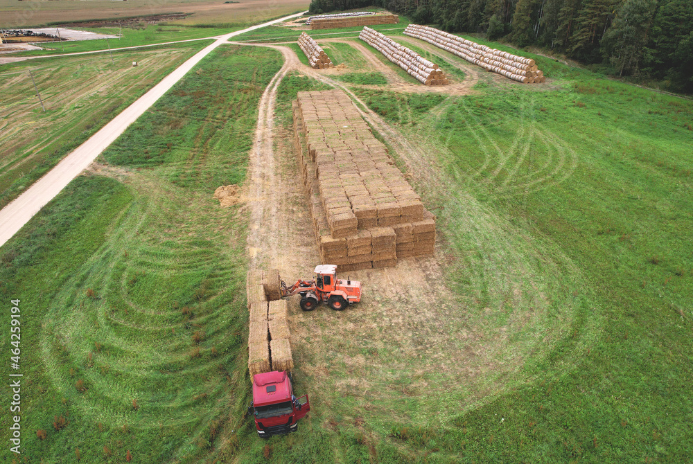 Farmer unloading round bales of straw from Hay Trailer with a front end loader. Store hay at farm. Hay rolls as Forage feed for beef and dairy cattle, sheep and horses. Making hay in autumn season. - obrazy, fototapety, plakaty 