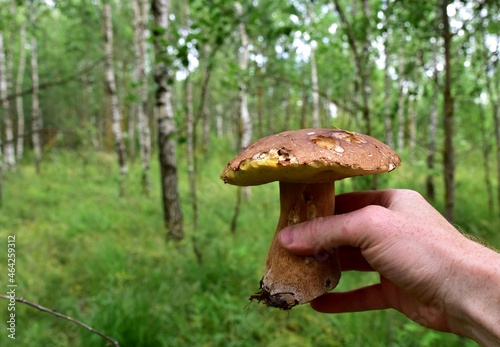 Edible Boletus mushroom in a man's hand. Porcini Cep (White mushrooms) fungal mycelium in wildlife. Mushrooming season at forest. Pine bolete in at woodland. Single bolete mushroom.