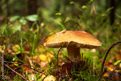 Edible Boletus mushroom autumn season at forest. White mushrooms fungal mycelium in wildlife. Pine bolete in at woodland. Single bolete mushroom. Porcini Cep mushrooming.
