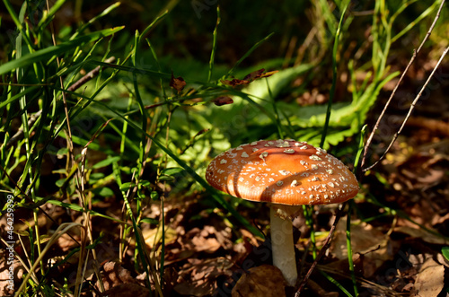 Amanita Muscaria mushroom in forest. Amanita toxic, also called panther cap. False blusher amanita mushrooms are used by medicine to treat various diseases in humans.