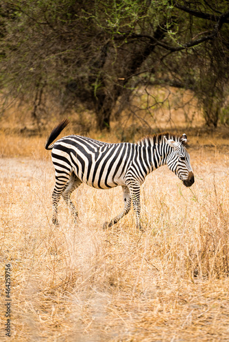 Zebra tanzania 