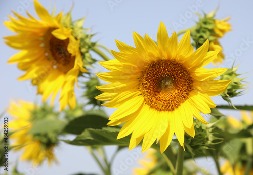 large yellow sunflowers and the neutral background in the blue sky