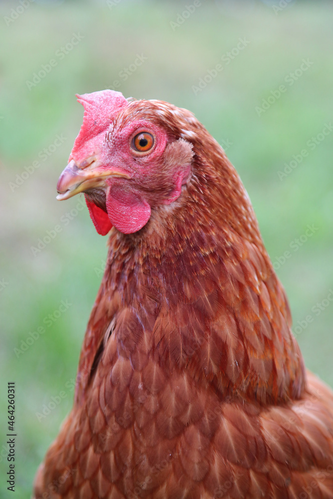 brown hen in the farm looking at camera brown hen in the farm looking at camera