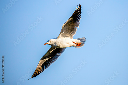 seagull in the sky © Chris