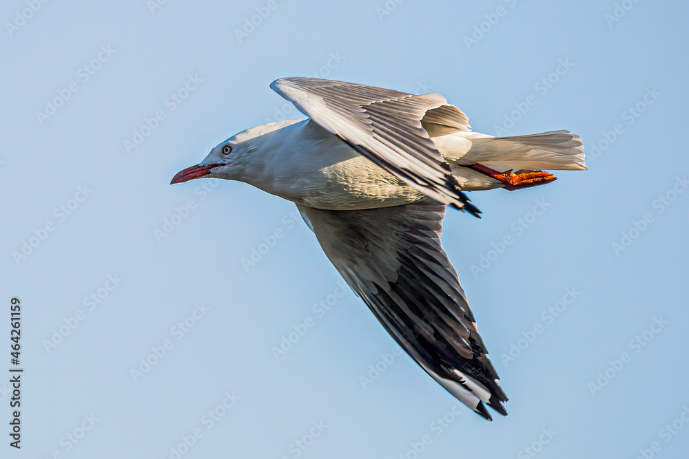 Obraz premium Bird flying in the sky