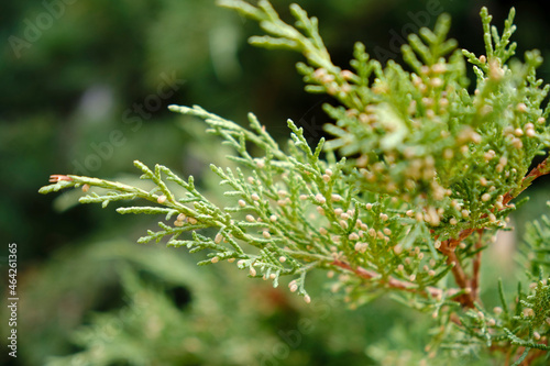 evergreen tree, row of thuja, christmas tree © s