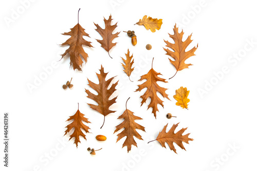 A set of autumn oak leaves, acorns on a white background. Top view, herbarium, copyspace