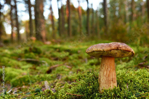 Porcini Cep in forest during mushrooming harvesting season. White Mushroom King Boletus Pinophilus in moss in a forest. Fungal Mycelium on the background of sunlight at sunset. Soft focus.
