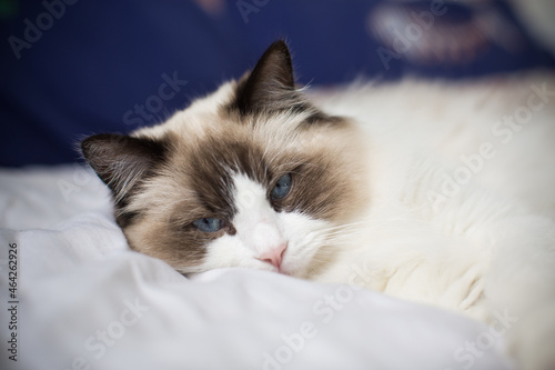 Young beautiful purebred Ragdoll cat at home