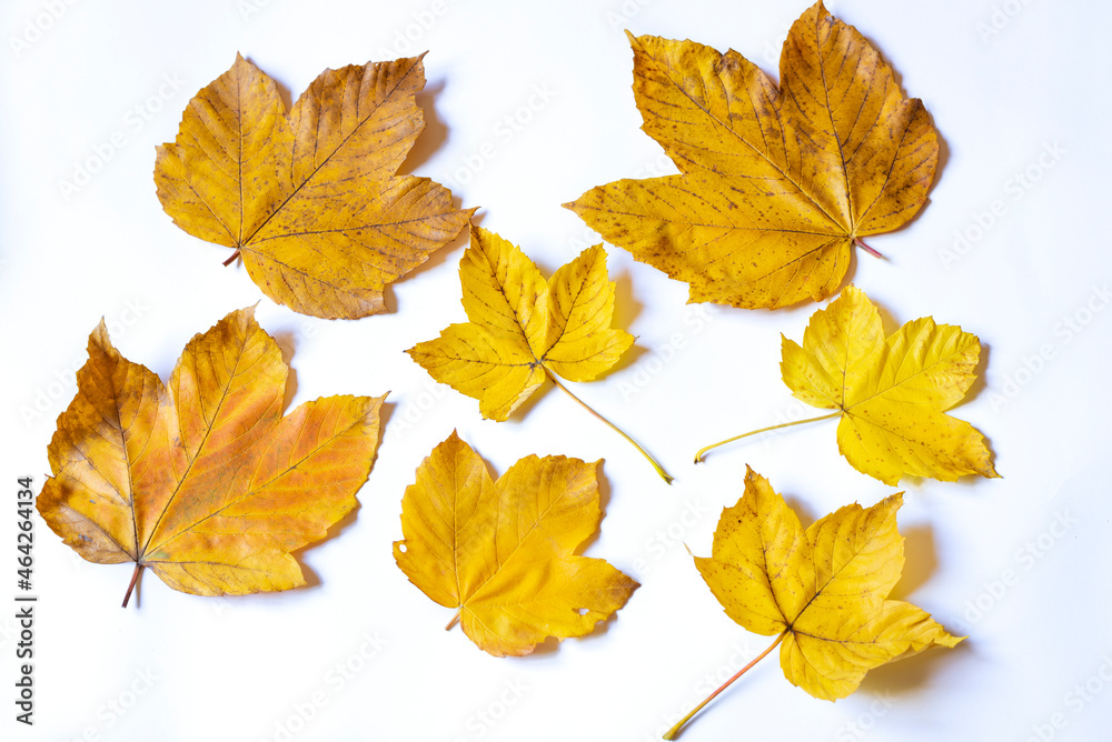 Yellow maple leafs as an autumn symbol. Isolated on white