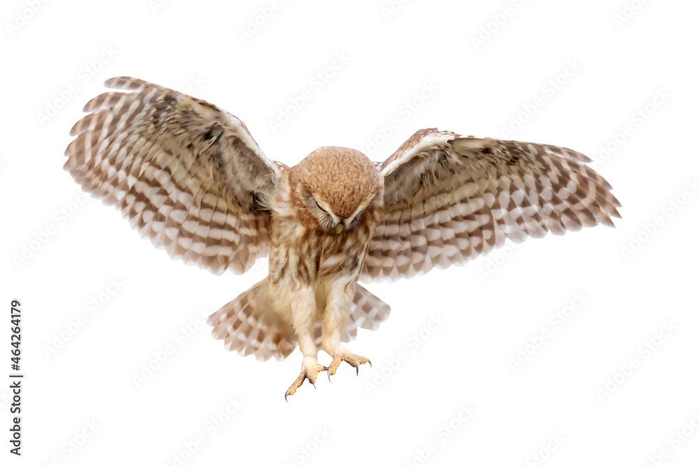 The little owl (Athene noctua) is flying. Isolated bird. White background. The little owl (Athene noctua) is flying. Isolated bird. White background.