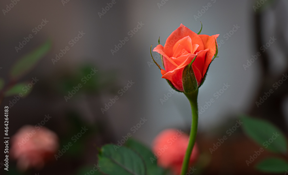 close up Small rose named Damask rose, color old rose, showing petals and layers of flowers, natural light, outdoor close up Small rose named Damask rose, color old rose, showing petals and layers of flowers, natural light, outdoor